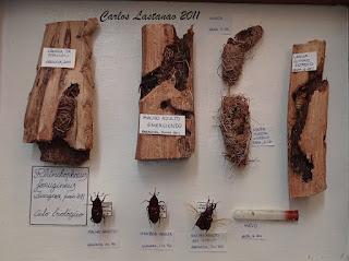 La otra globalización