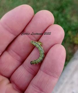 La otra globalización