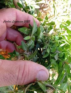 La otra globalización