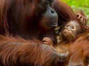 Barcelona nace cría orangután extinción