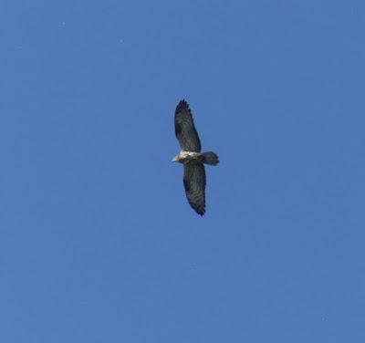 Abejero y calzada, dos rapaces escasas Abejero y calzada, dos rapaces escasas