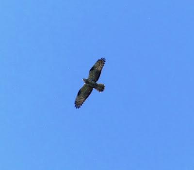 Abejero y calzada, dos rapaces escasas