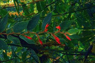 Nueva especie de flor descubierta para enriquecer la dieta de los colibríes en el Chocó Andino