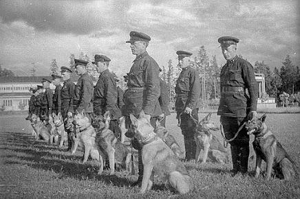 Perros: héroes de la Segunda Guerra Mundial