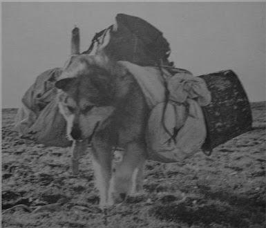 Perros: héroes de la Segunda Guerra Mundial
