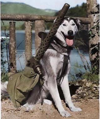 Perros: héroes de la Segunda Guerra Mundial