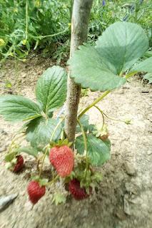 Huerto 2022: Las fresas en plena produccion