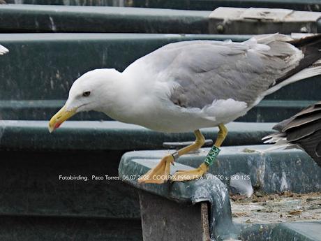 patiamarillas PXSC y PZZZ