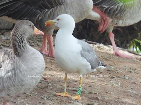 patiamarillas PXSC y PZZZ