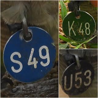 Cotorras con medalla