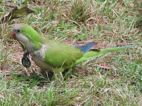 Cotorras con medalla