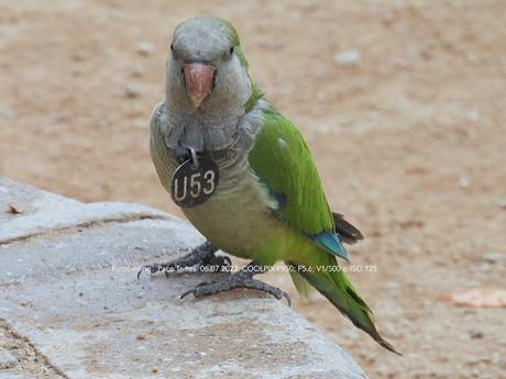 Cotorras con medalla