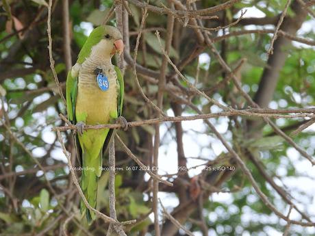 Cotorras con medalla