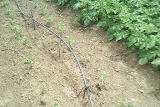 Huerto 2022: Las patatas tienen pulgones