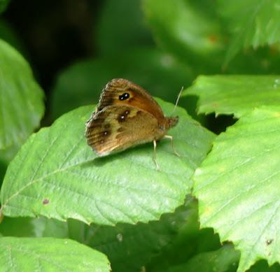 Entama el branu con caparines Entama el branu con caparines