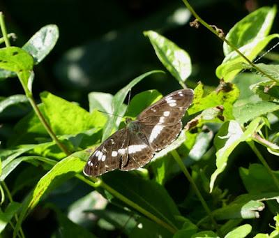 Entama el branu con caparines Entama el branu con caparines