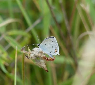 Entama el branu con caparines Entama el branu con caparines