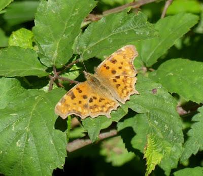 Entama el branu con caparines Entama el branu con caparines