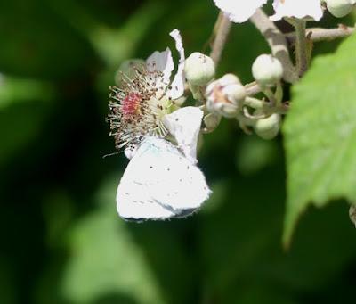 Entama el branu con caparines Entama el branu con caparines