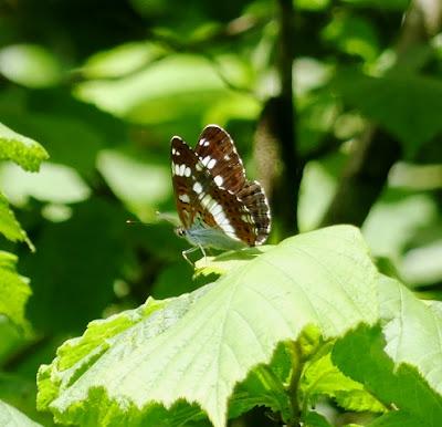 Entama el branu con caparines Entama el branu con caparines