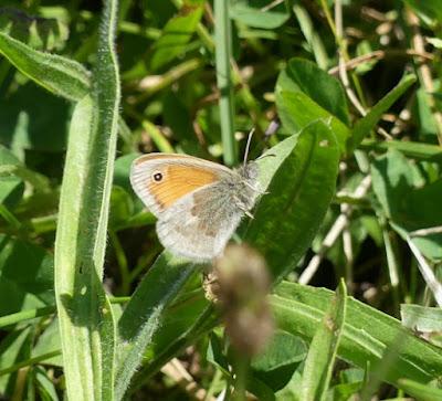 Entama el branu con caparines Entama el branu con caparines