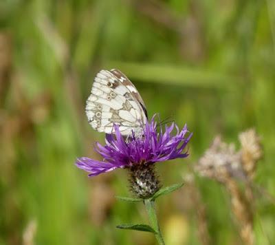 Entama el branu con caparines Entama el branu con caparines