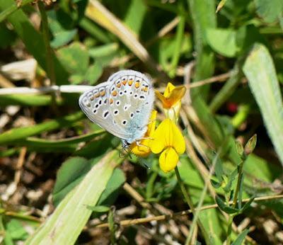 Entama el branu con caparines Entama el branu con caparines