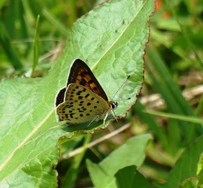 Entama el branu con caparines Entama el branu con caparines