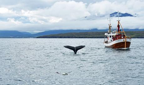 Islandia en Agosto, descubre todo para disfrutar de este destino