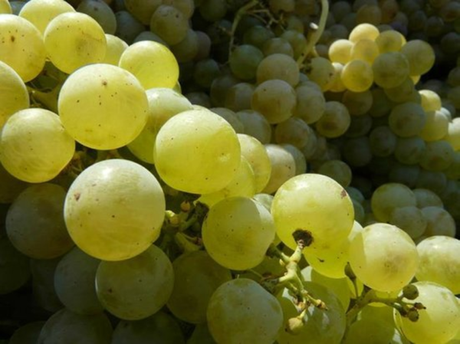 VINO PORTUGUÉS EN CARTELERA