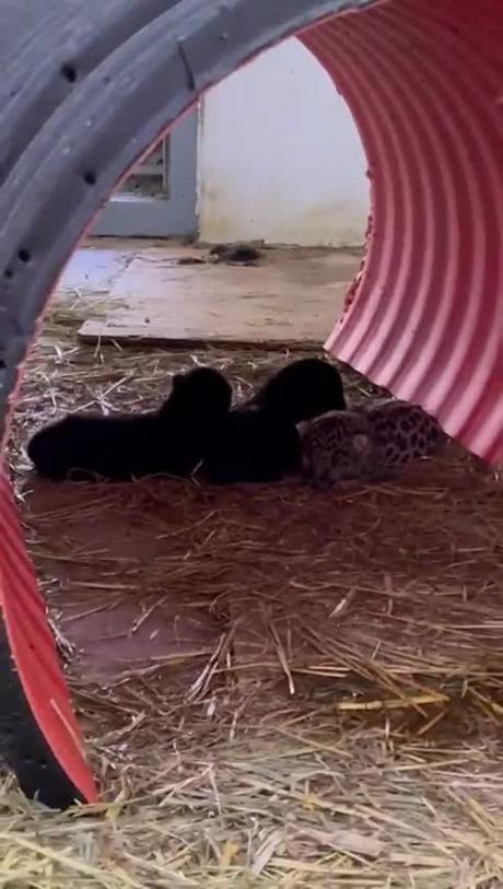 (video) Nacen tres nuevos cachorros de pantera en el Parque Tangamanga I