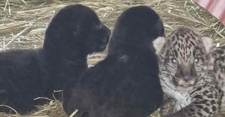 (video) Nacen tres nuevos cachorros de pantera en el Parque Tangamanga I