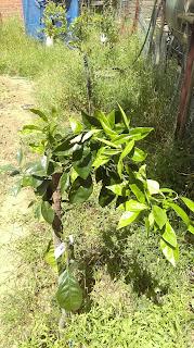 Huerto 2022: Quelato de hierro