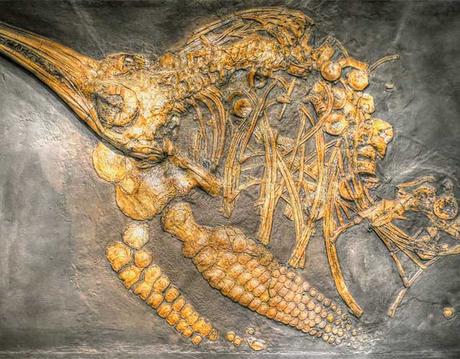 5 de los fósiles mejor conservados del mundo - Paperblog