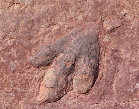 5 de los fósiles mejor conservados del mundo