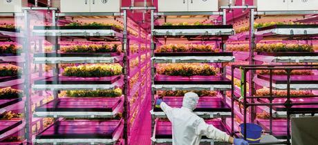 Una mirada detallada a cómo se producirán los alimentos del futuro 11