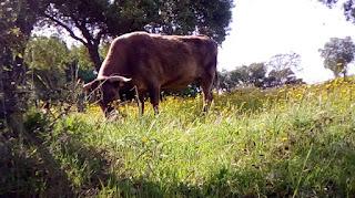 Saneamiento cercano, prepracion para baño y desparasitado