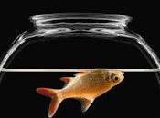 Malasanta antonio tocornal