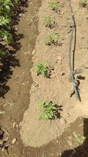 Huerto 2022: Mejoras en el riego de los tomates