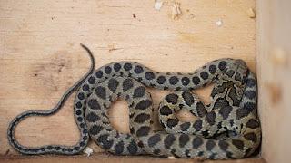 Los técnicos de las Baleares temen por la desaparición de lagartijas y de burros.