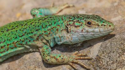 Los técnicos de las Baleares temen por la desaparición de lagartijas y de burros.