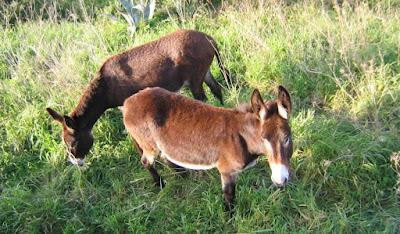 Los técnicos de las Baleares temen por la desaparición de lagartijas y de burros.