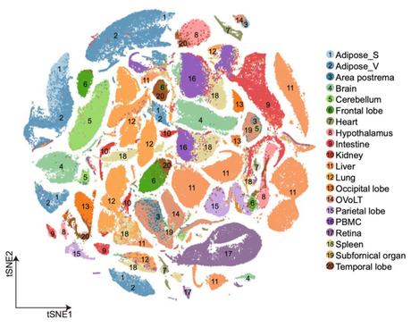 El BGI completa el primer atlas transcriptómico unicelular del cuerpo entero de un cerdo del mundo
