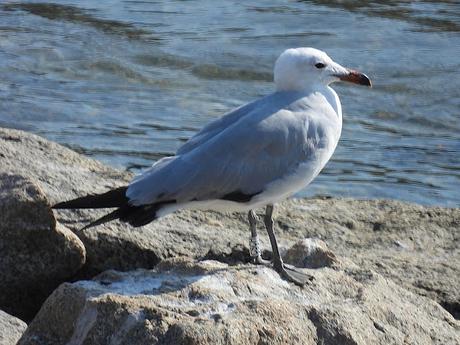 Gaviotas de Audouin BZ5R, CSCH y BZYT