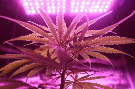 There has been significant progress in the cannabis industry, which is only getting faster. There has been significant progress in the cannabis industry, which is only getting faster.