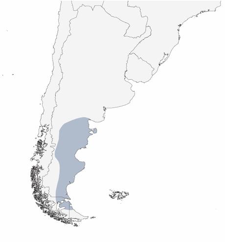 Jilguero austral (Sicalis lebruni)