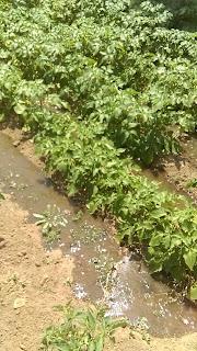 No probamos los tomates No probamos los tomates