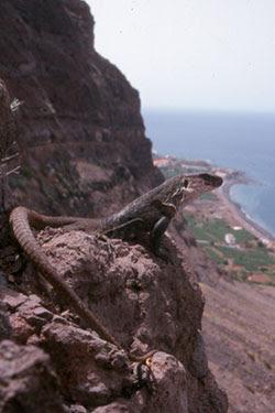 Los últimos lagartos gigantes de Canarias