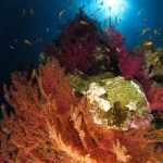 Mar Rojo 2022: Ruta Especial Arrecifes