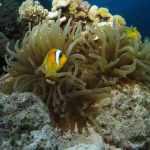 Mar Rojo 2022: Ruta Especial Arrecifes